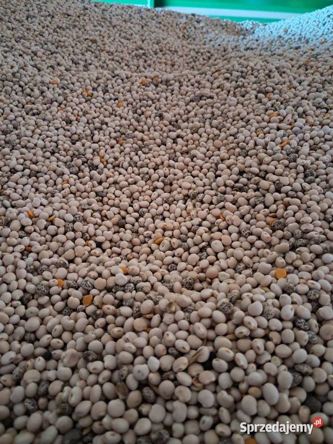 Łubin biały słodki zeus lubelskie Bednarzówka