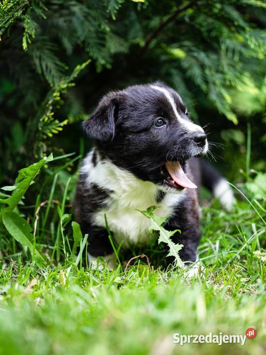 Szczeniaki welsh corgi cardigan Warszawa