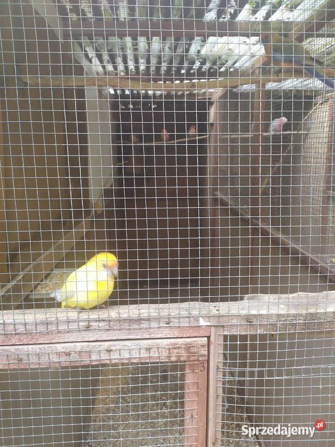 Rozella królewska Bernard czarno głowy Orzesze sprzedam