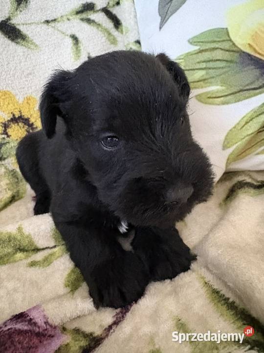 Sznaucer miniaturowy czarny pieski Solec Kujawski sprzedam