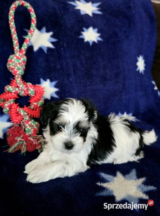 Morkie York Maltańczyk Suczki i Pieski