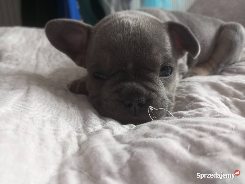 Szczenięta buldog francuski Dachowa