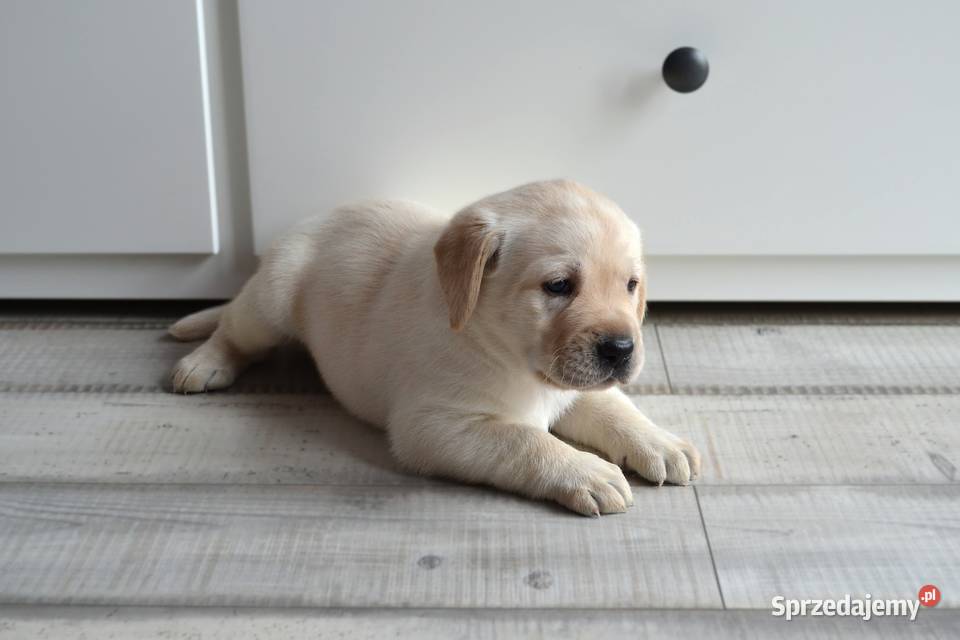 Szczeniaki Labrador Retriever biszkoptowe Żelechlinek