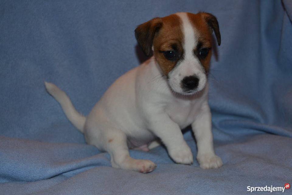 JACK RUSSELL TERRIER ZKwP FCI Lublin sprzedam