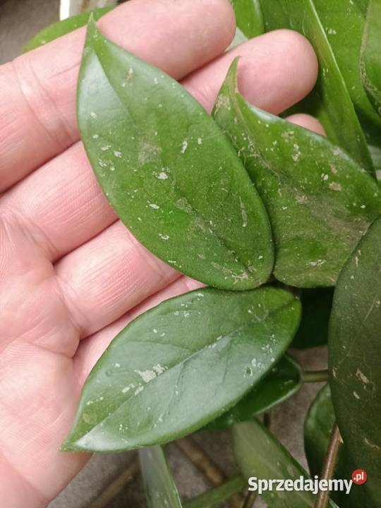 Hoya carnosa