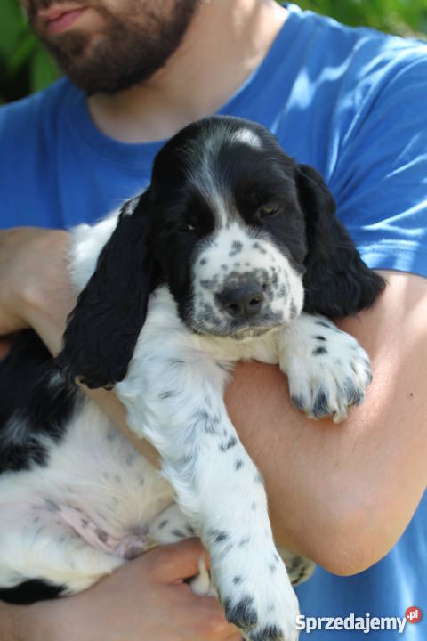 Springer Spaniel Angielski szczeniaki DO ODBIORU dolnośląskie Wrocław