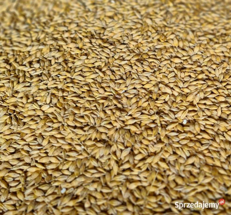 Jęczmień jary Tilmor materiał siewny Gawłuszowice