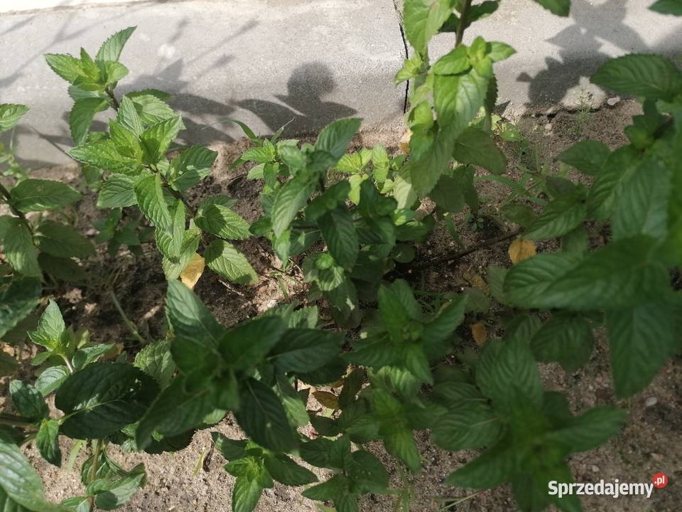 Mięta ogrodowa dojrzała roślinaZioło wieloletnie łódzkie Łódź