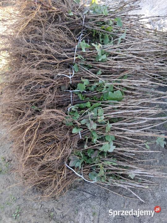 Sadzonka sztobry porzeczki czerwona czarne Pozostałe Puławy