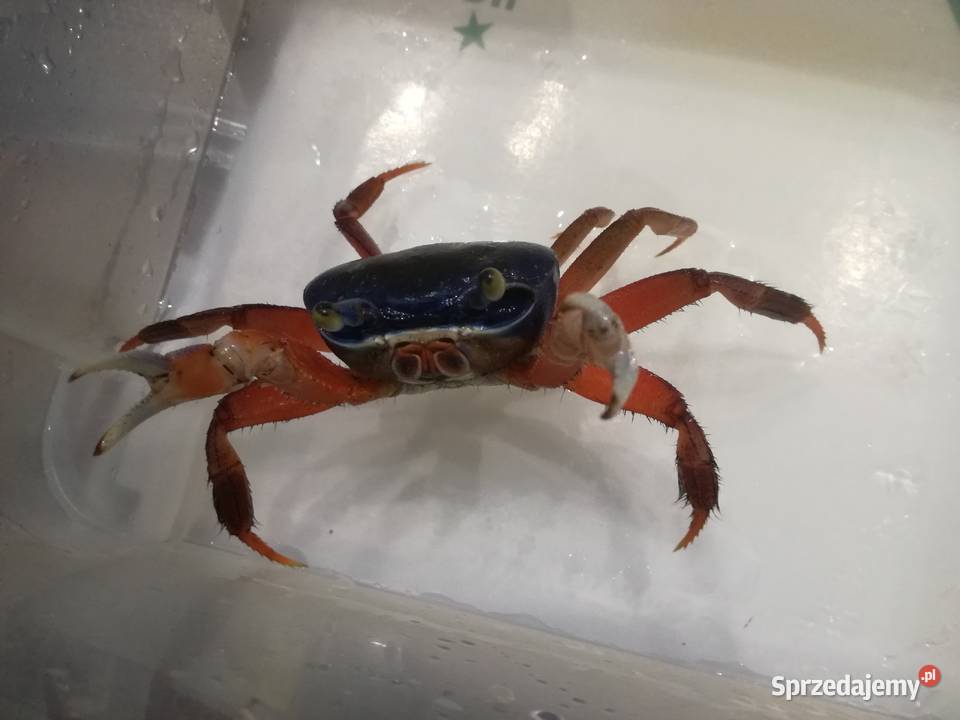 kraby tęczowe