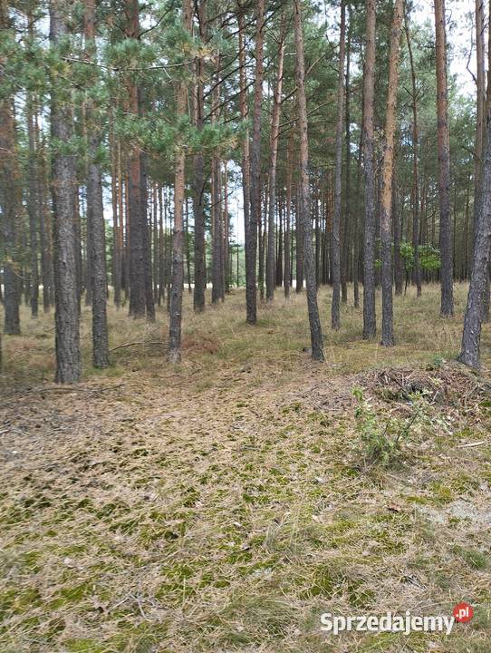 Sprzedam działki leśne Zamość