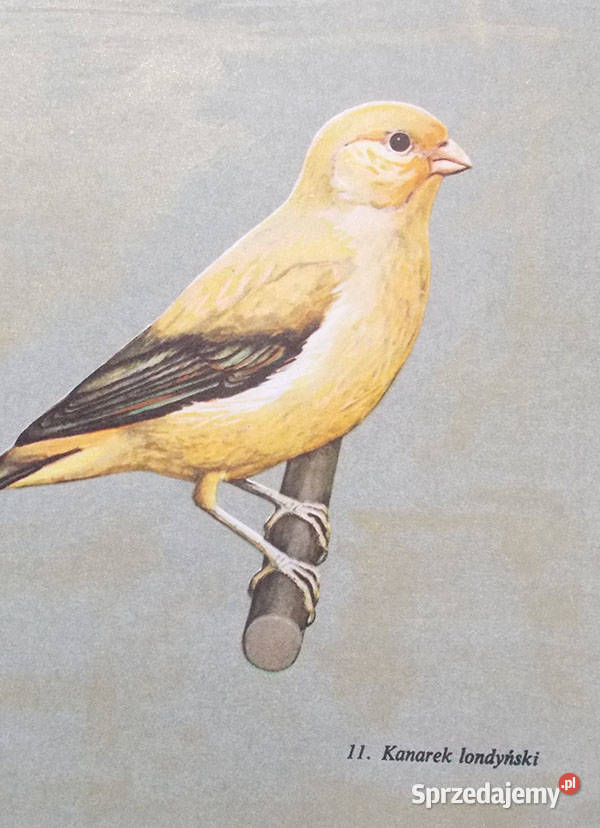 vintage plakat z ptaszkiem kanarek plakat a4 odcienie żółtego Łódź