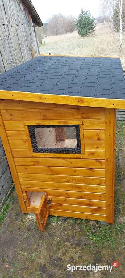 Kurniki kur Nowy Częstochowa