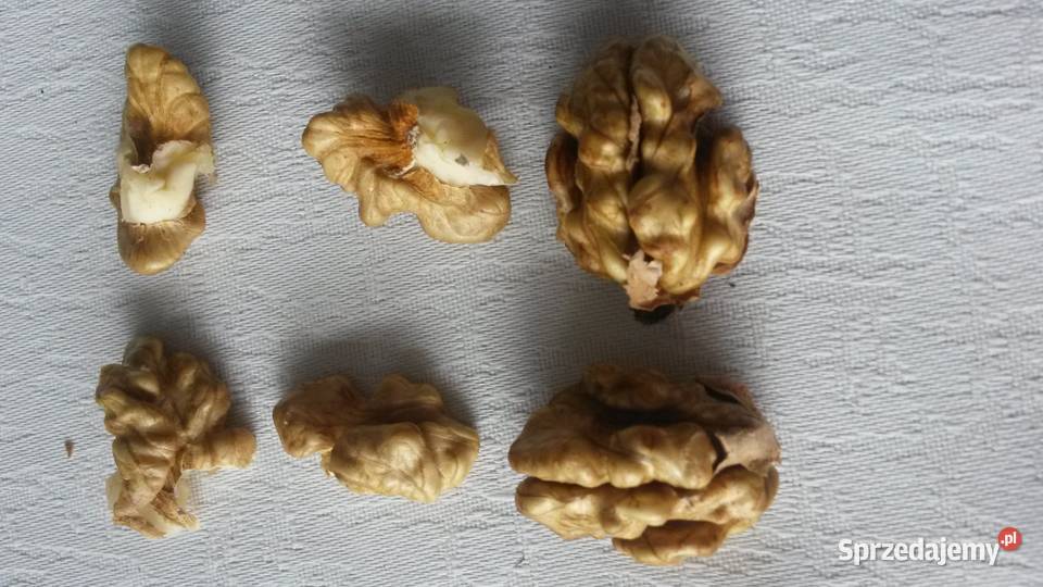 orzechy włoskie Poręba