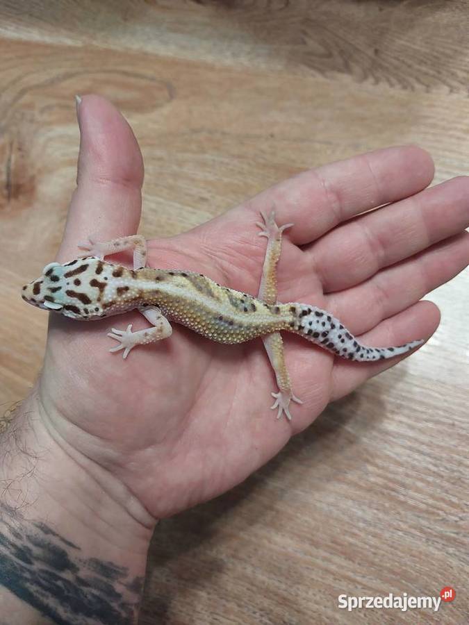 Gekony lamparcie Reda sprzedam