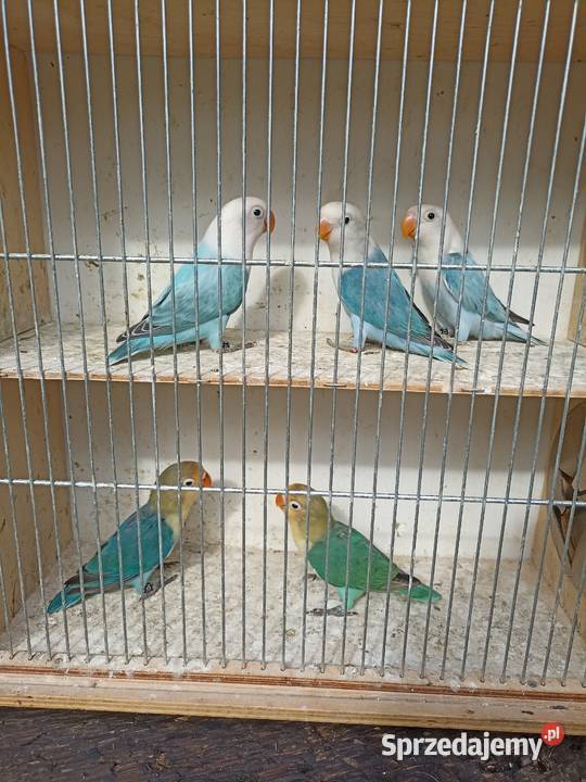 Nierozłączki fischera 2025 łódzkie Albinów