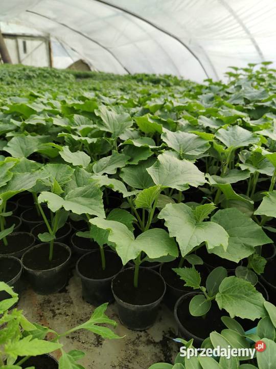 Rozsada Pomidory Ogórki Glew