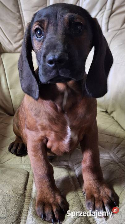 Posokowiec bawarski szczeniak piesek z rodowodem wielkopolskie Gniezno