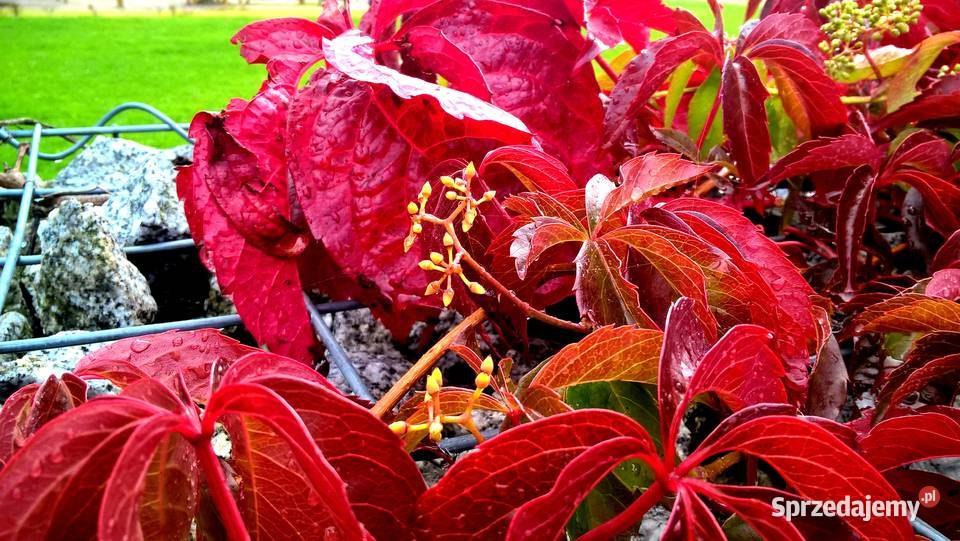 WINOBLUSZCZ pięciolistkowy dzikie wino BLUSZCZ Strzelin