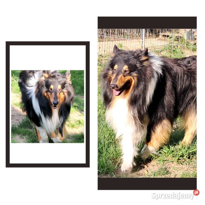 Owczarek szkocki Collie szczeniaczki tricolor Bełchatów sprzedam