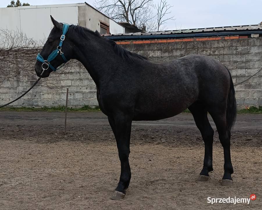 Siwy ogier SP Dębno Polskie