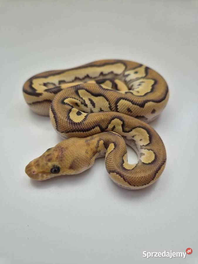 Pyton królewski Spotnose Mojave Orange Dream