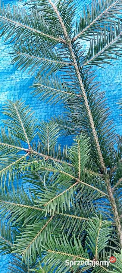 Stroisz jodłowy jodła pospolita gałęzie Osuchów