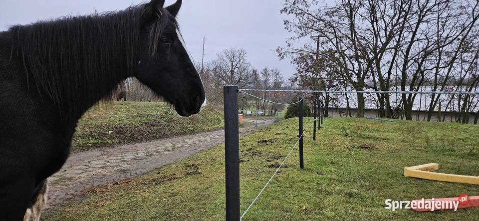 Mocne i trwałe słupki do pastucha 5x200 z Szydłowiec sprzedam