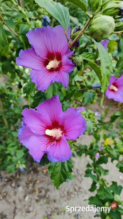 Klon katalpa hibiskus morwa modrzew lubelskie Puławy