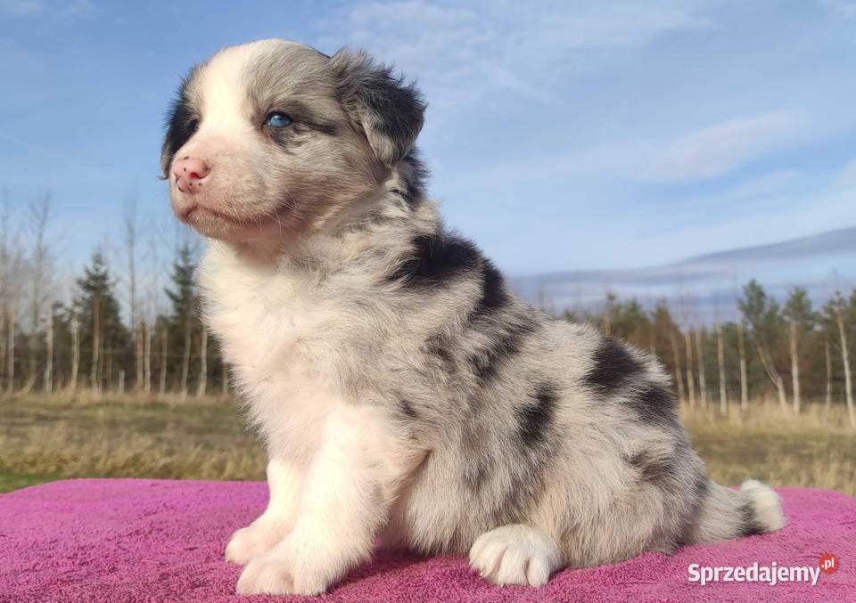 Szczenię BORDER COLLIE z Hodowli Rasowy pies z Kraków