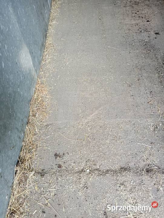 Przyczepa do przewozu koni Skoki