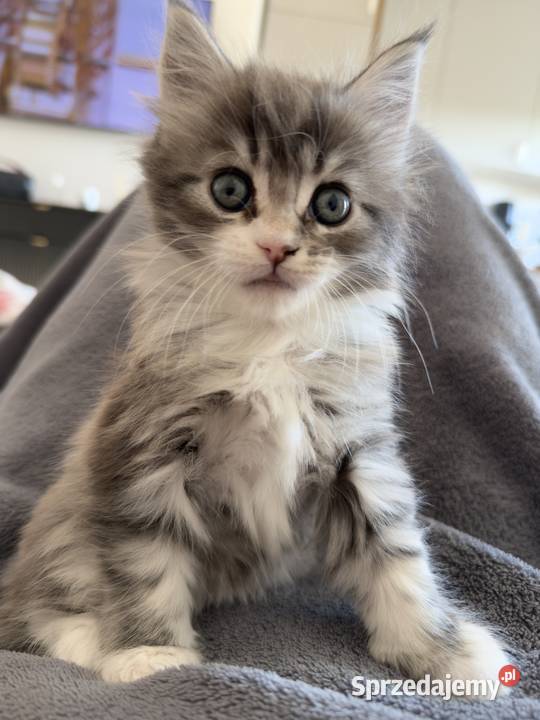 KocurKotka Maine Coon