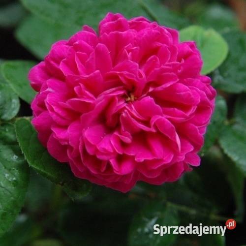 Rose de Rescht sadzonki sprzedam Łęczna