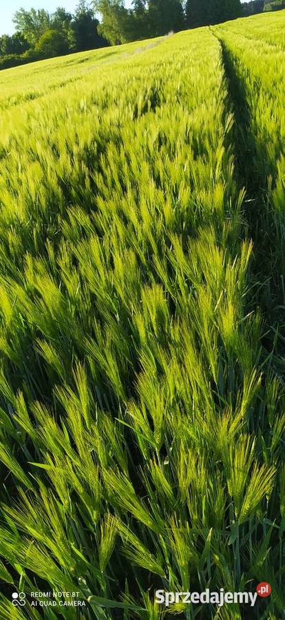 Jęczmień ozimy Jakubus Pozostałe Malinowszczyzna