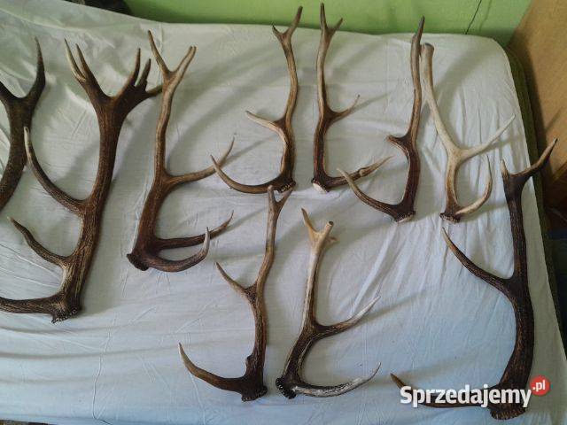 Sprzedam poroża jelenia Szczecinek