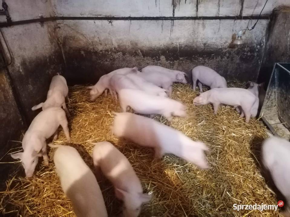 Prosięta 20 dolnośląskie Wodników Górny
