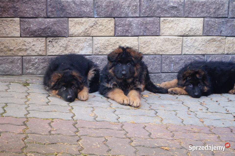 owczarek niemiecki szczeniak długowłosy z Radom