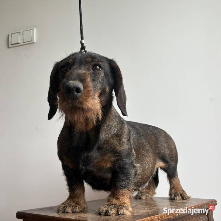 Jamnik Szorstkowłosy Standardowy ZKWP FCI Skierniewice