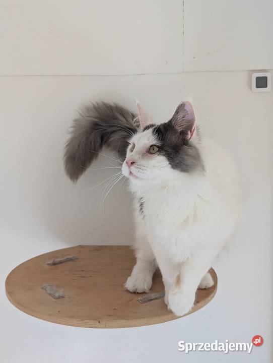 Diablo kocurek niebiesko czarny Maine Coon Pszczyna