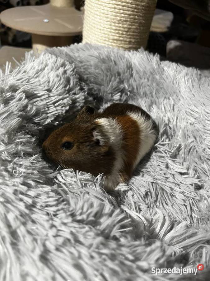 Świnka morska sprzedam