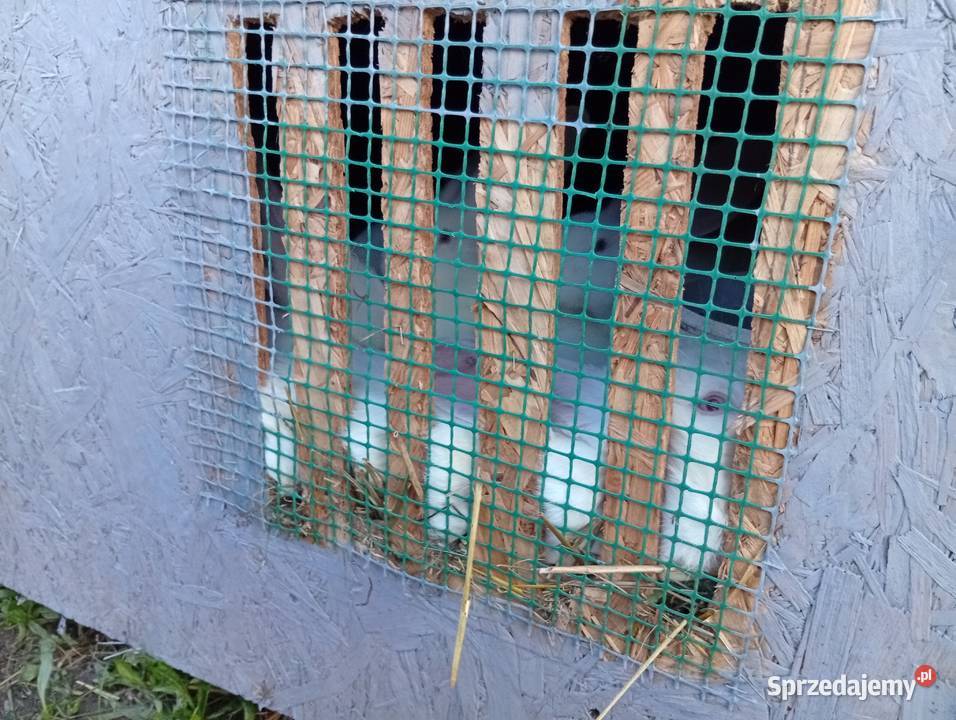 Króliki belgijski biały olbrzym Kolonia Grabostów sprzedam
