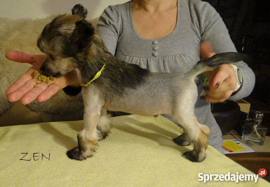 Szczeniaczki Grzywacz chiński PP i HL rodowód Łowicz sprzedam