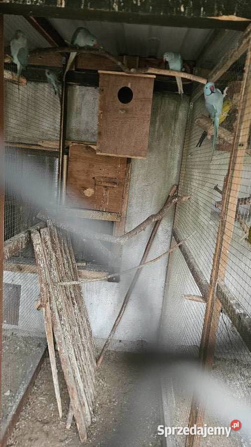 Papugi Aleksandretta obrożna Buk