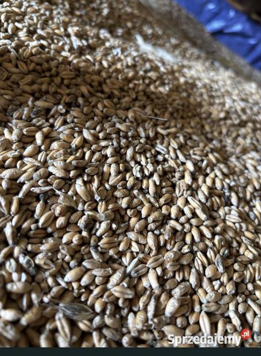 Pszenżyto ozime Zboża Słotowa