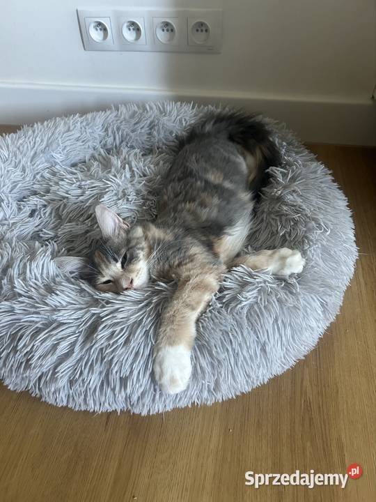 Kociaków Maine Coon Różne kolory mazowieckie Warszawa