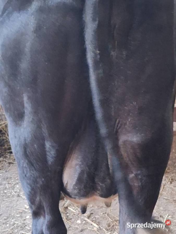 Sprzedam krowę mleczną Bydło Giełda zwierząt Myszyniec