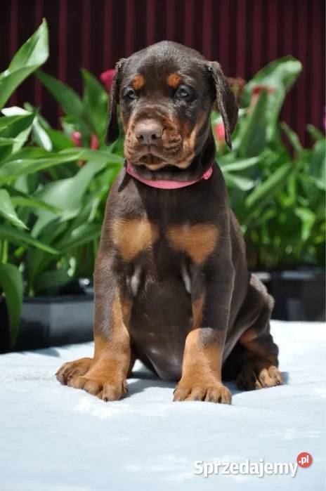 Szczeniak dobermana Warszawa