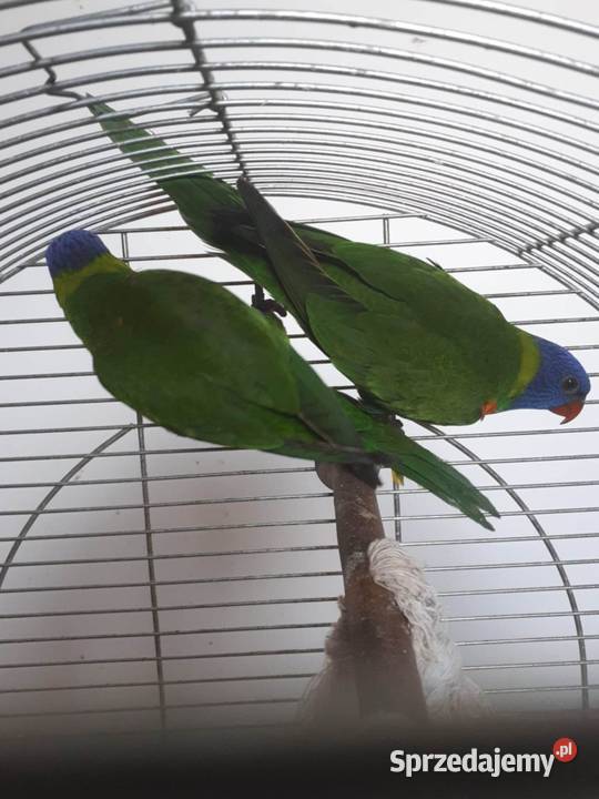 Lorysy tęczowe pary dorosłe i młode Skała