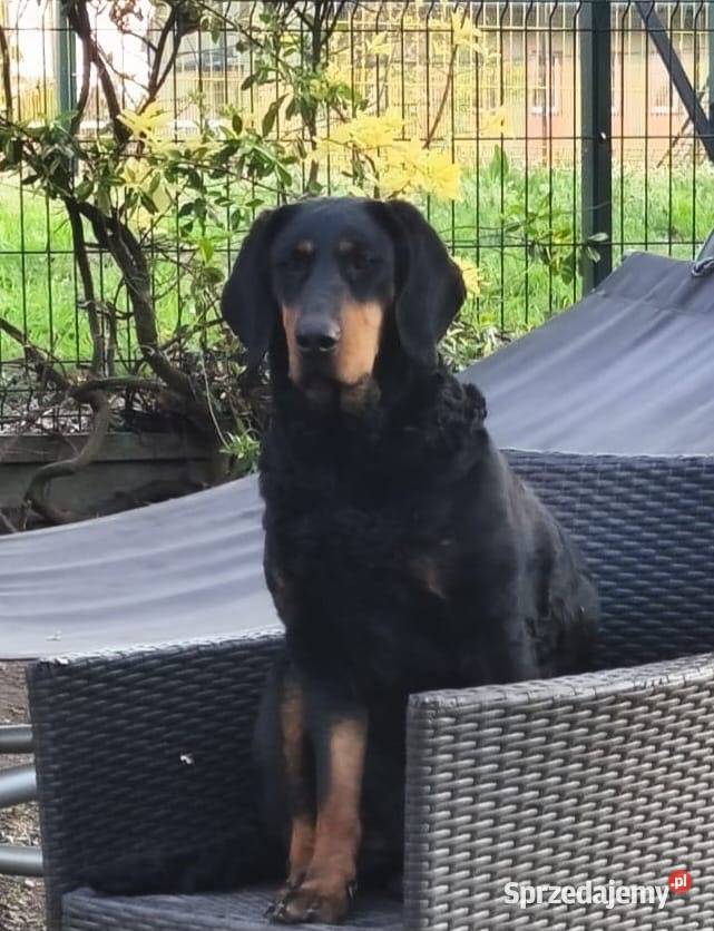 Szczeniaki Gończy Polski Wodzisław Śląski