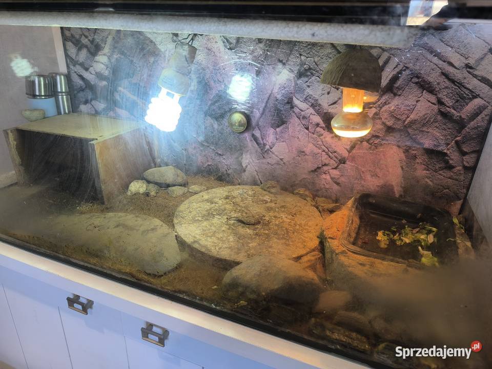 Żółw obrzeżony testudo marginata Wrocław